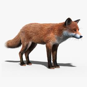 Red Fox(FUR)